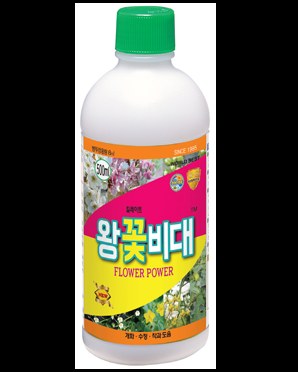 왕꽃비대 사진