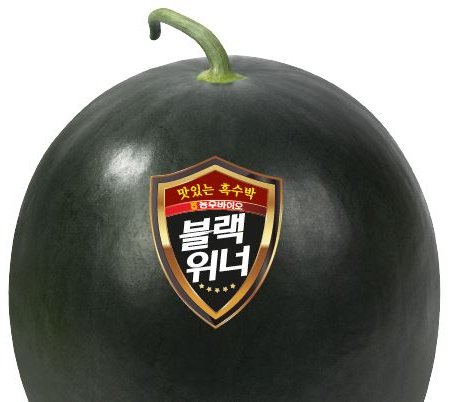 블랙위너 사진