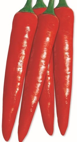 칼라위너 사진