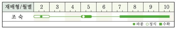 리치칼탄 재배적기표