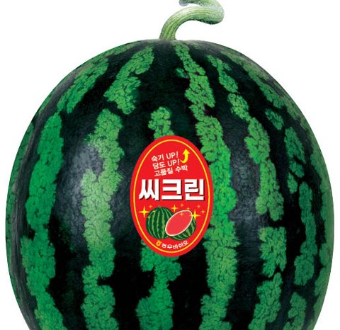 씨크린 사진