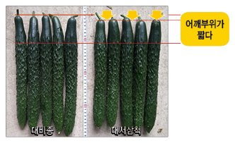 대서삼척 재배적기표