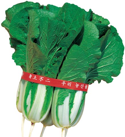 뚝심엇갈이 사진