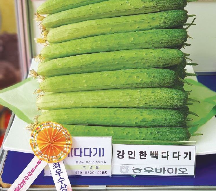 강인한백다다기 재배적기표