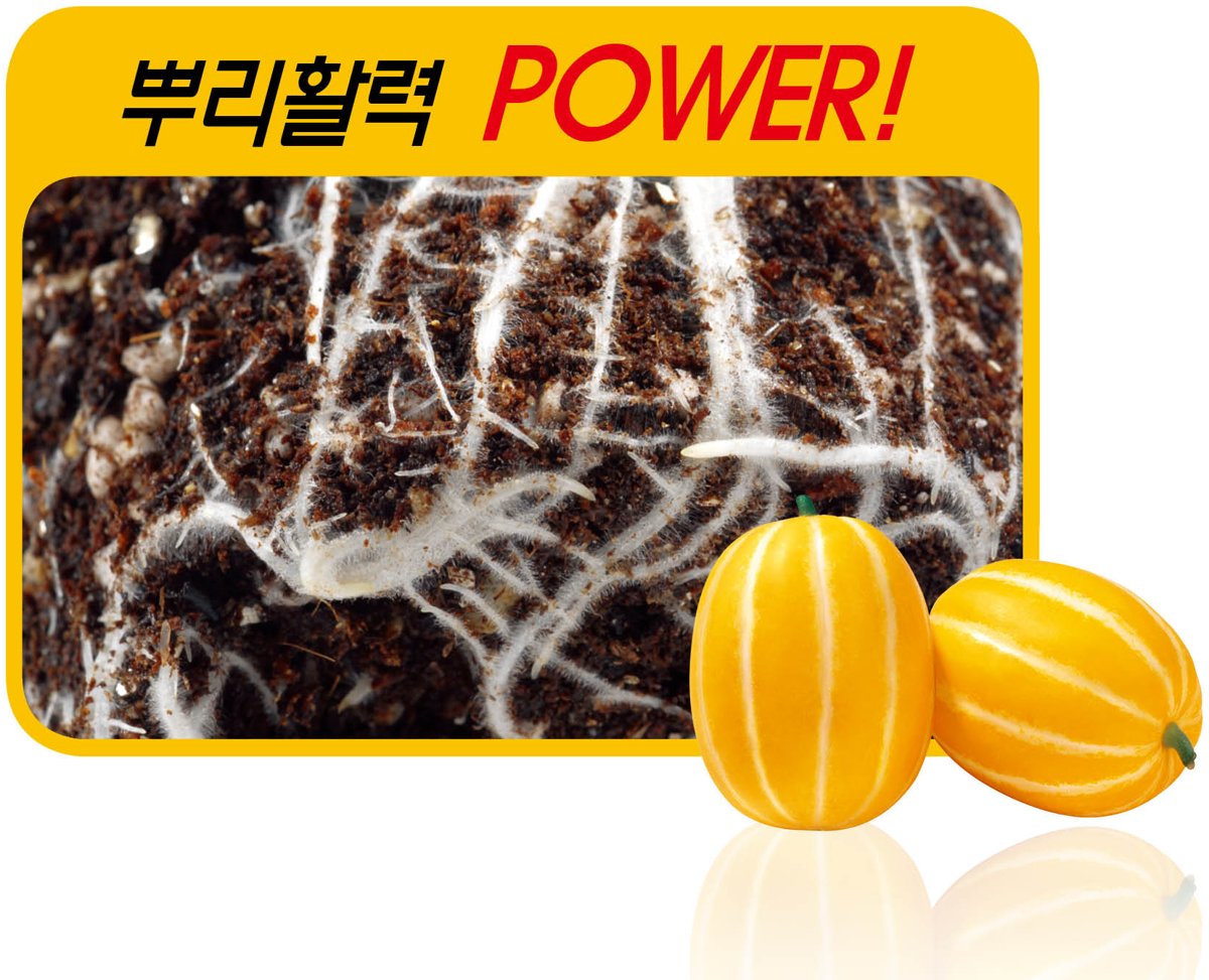 천년지기 재배적기표