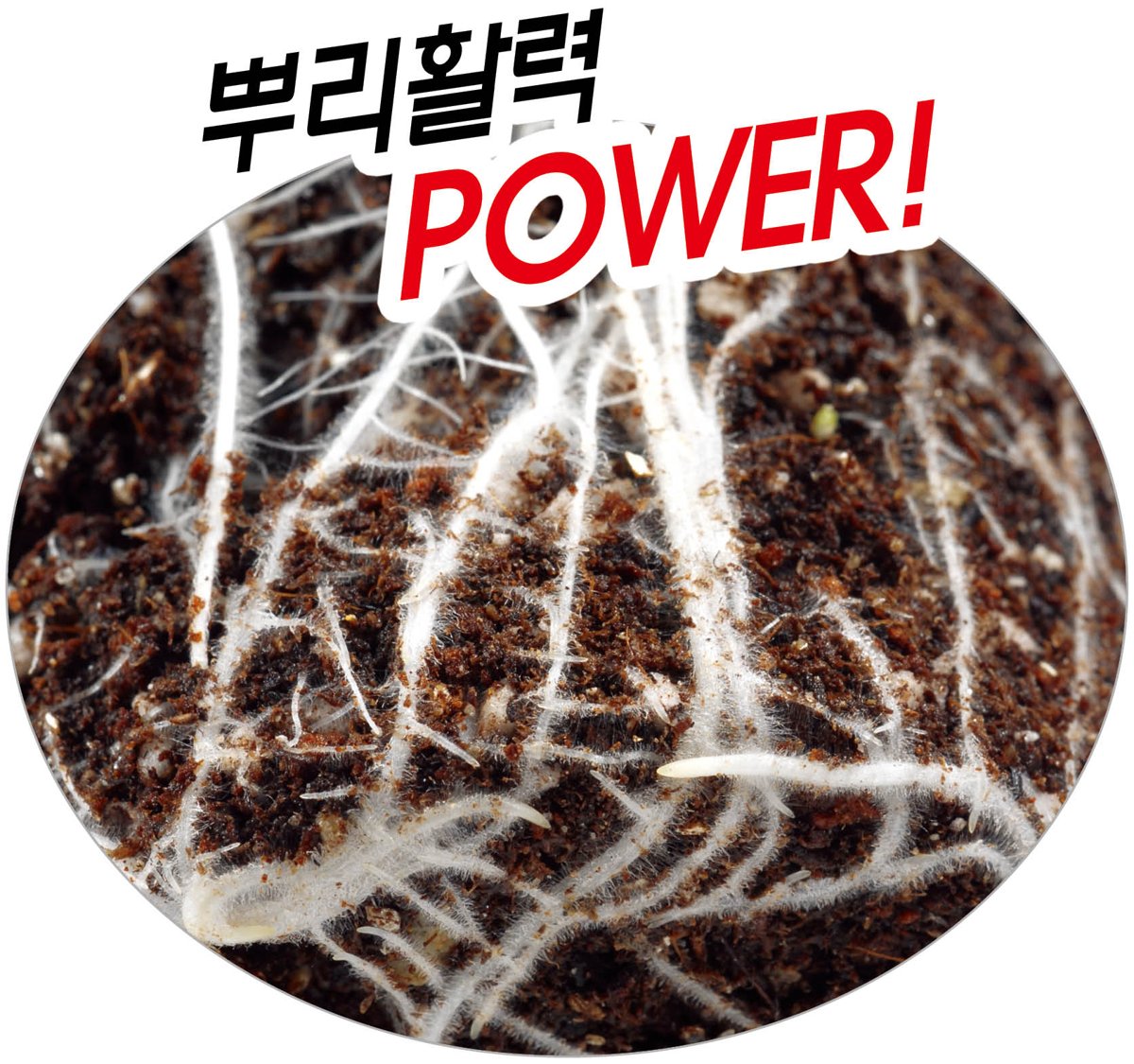 뿌리깊은 재배적기표