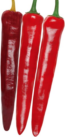 올카바 사진