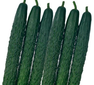 대서삼척오이 사진