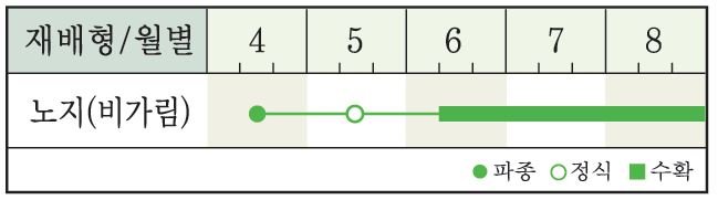 정다운백다다기 재배적기표
