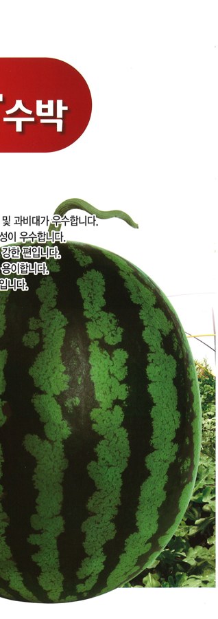 행복꿀 사진
