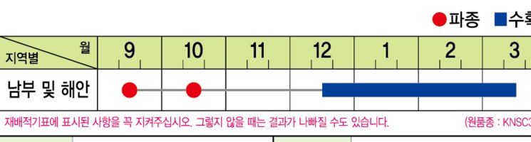 KN웰빙봄동 재배적기표