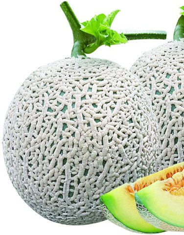 모미지(하계) 사진