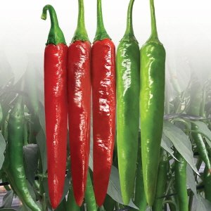 칼라화큰 사진