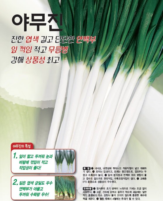 야무진 사진