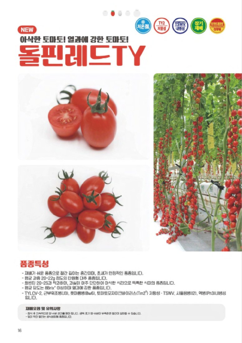 돌핀레드TY 사진