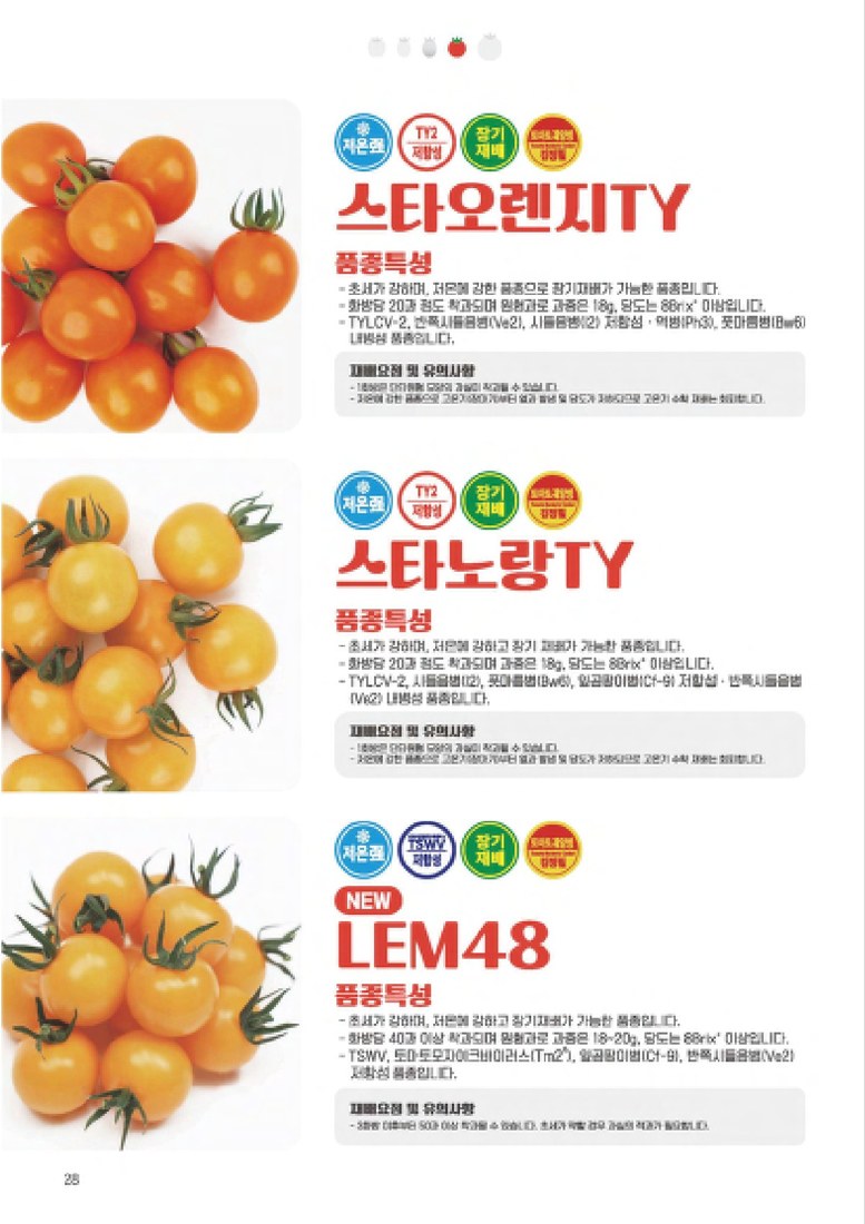 스타오렌지TY 사진