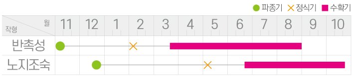 큰모닝풋고추 재배적기표