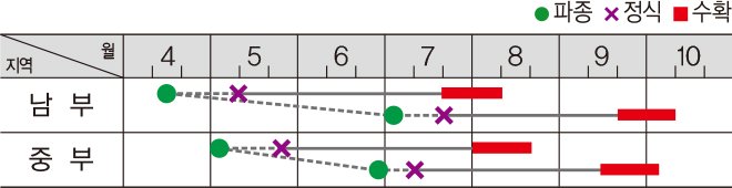 PMR대박멜론 재배적기표