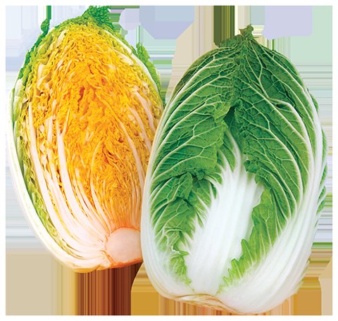 맛있는가을베타배추 사진