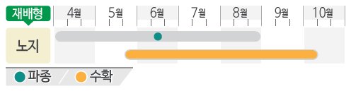 서울배추 재배적기표