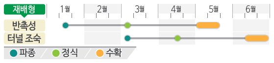 복수박 재배적기표