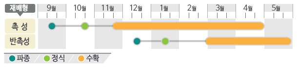 한강맛백다다기오이 재배적기표