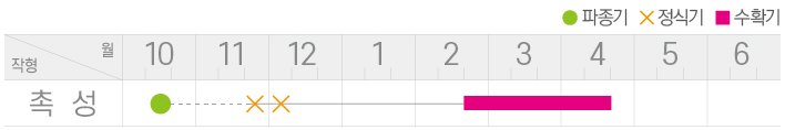 굿모닝꿀참외 재배적기표