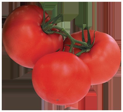 244토마토 사진