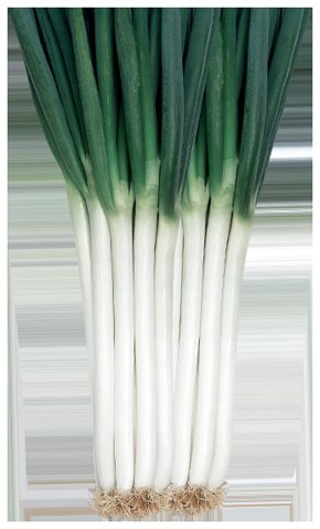 진강외대파 사진