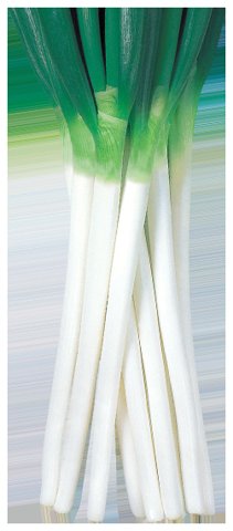 천산외대파 사진