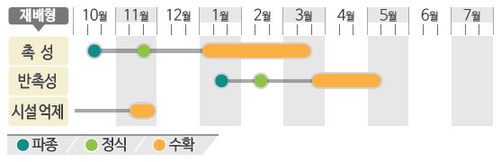 서울올쥬키니호박 재배적기표