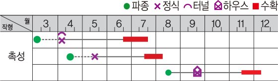 흑피단호박 재배적기표
